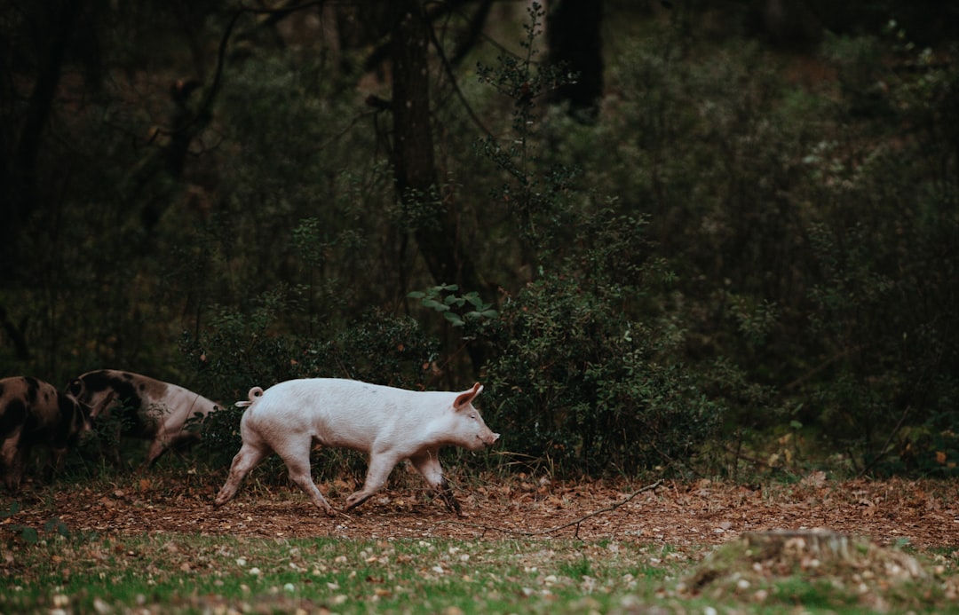 Optimizing Pig Nutrition: The Best Pig Food Choices